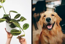 Are Prayer Plants Toxic to Dogs?