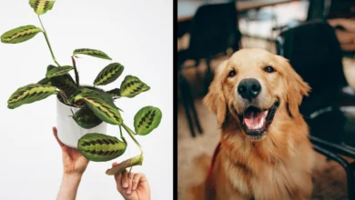 Are Prayer Plants Toxic to Dogs?