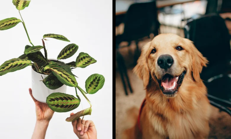 Are Prayer Plants Toxic to Dogs?