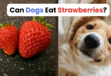 Can Dogs Eat Strawberries?