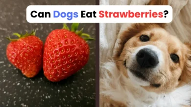 Can Dogs Eat Strawberries?