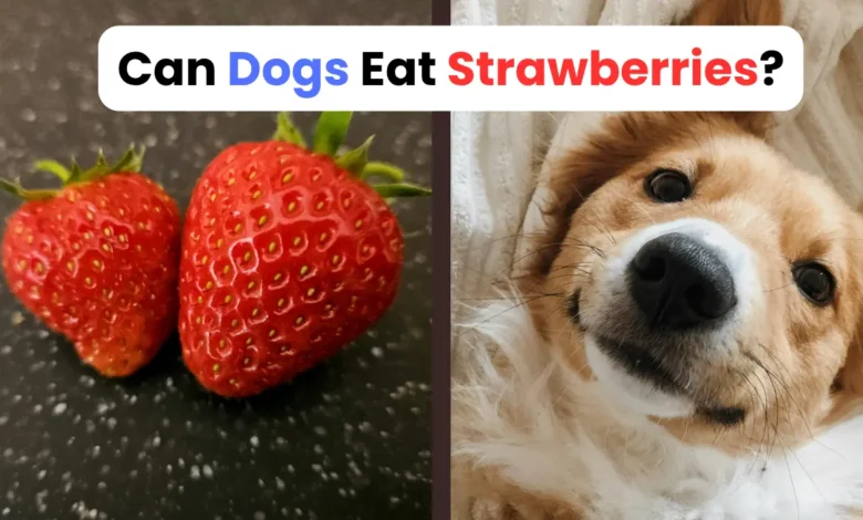 Can Dogs Eat Strawberries?