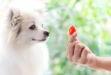 Can Dogs Eat Tomatoes?