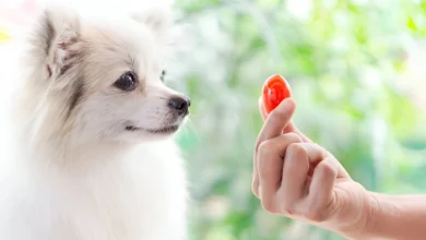 Can Dogs Eat Tomatoes?