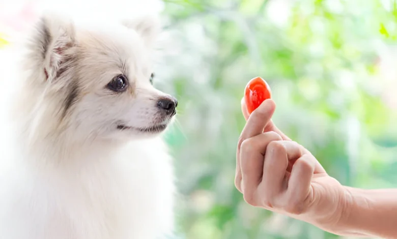 Can Dogs Eat Tomatoes?