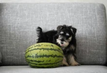 Can Dogs Eat Watermelon