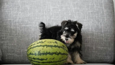 Can Dogs Eat Watermelon