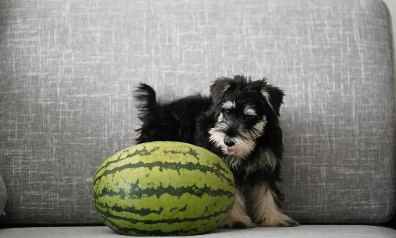 Can Dogs Eat Watermelon