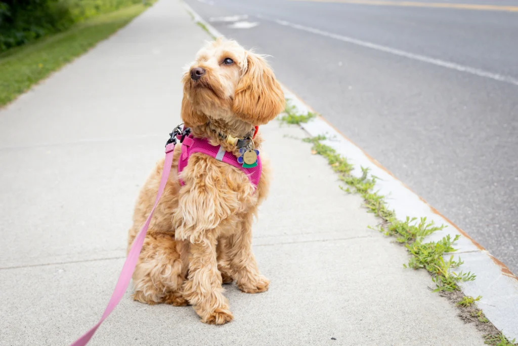 Cute dog