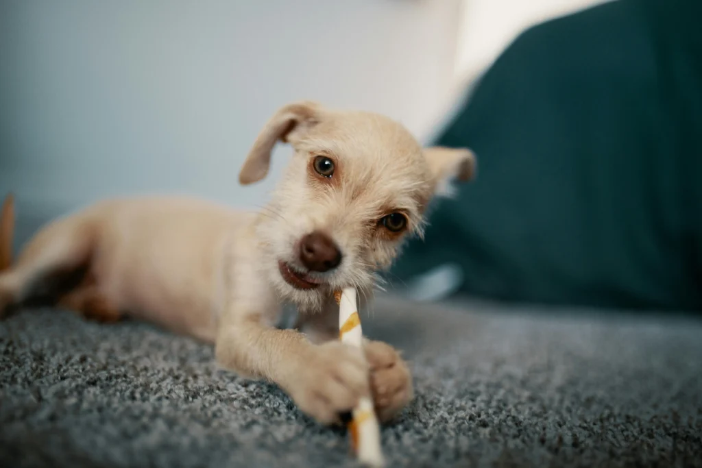 Dog Chews