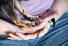 Dog Cut Paw Here's What to Do