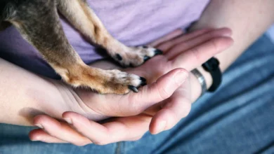 Dog Cut Paw Here's What to Do
