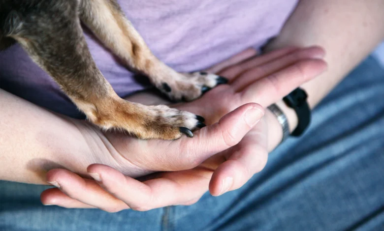 Dog Cut Paw Here's What to Do