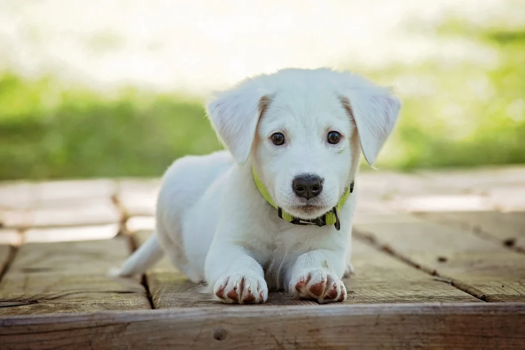 Dog Names