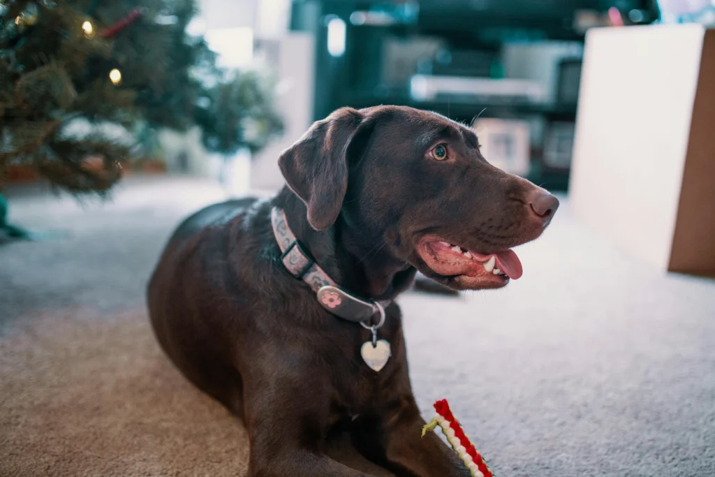 Dog Panting