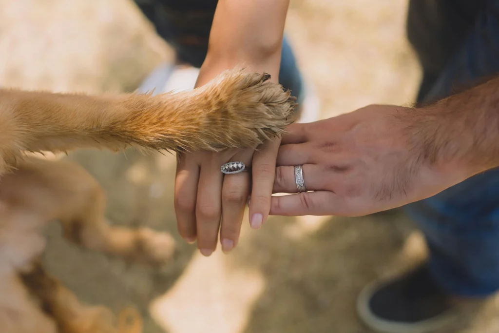 Dog paws