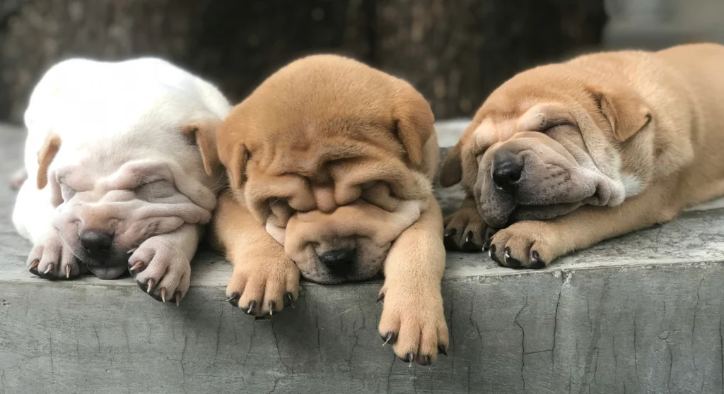 Dogs Snore