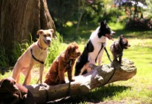 Getting A Second Dog