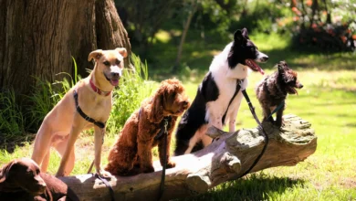 Getting A Second Dog