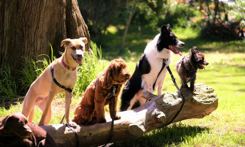 Getting A Second Dog