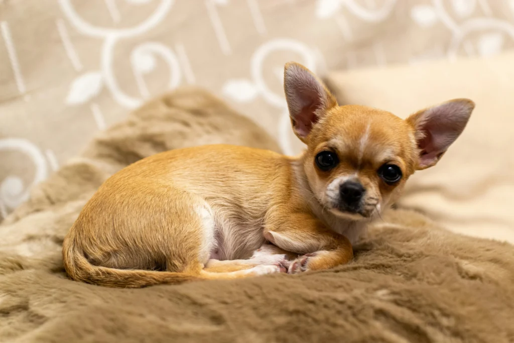 Getting a Chihuahua