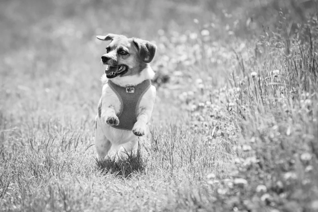 Happy puppy