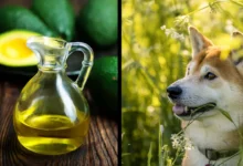 Is Avocado Oil Good For Dogs?