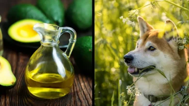Is Avocado Oil Good For Dogs?