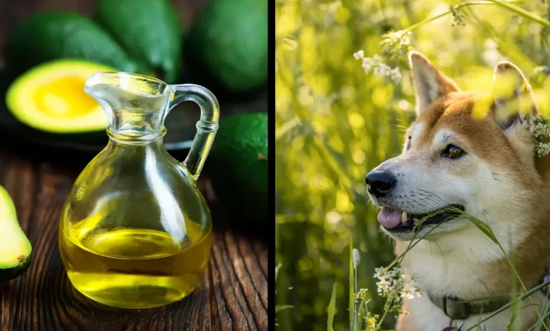 Is Avocado Oil Good For Dogs?