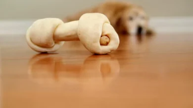 Is Beef Hide Bad for Dogs