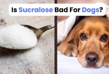 Is Sucralose Bad For Dogs?