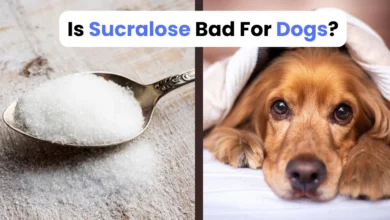 Is Sucralose Bad For Dogs?