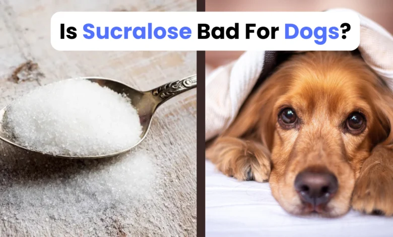 Is Sucralose Bad For Dogs?
