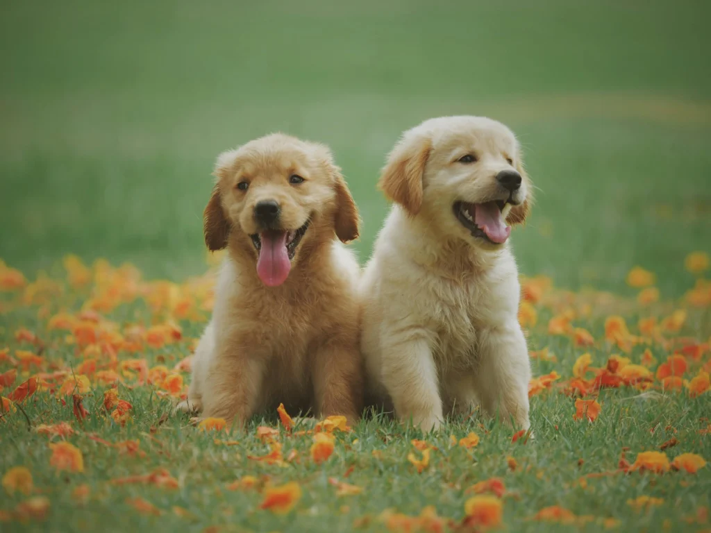 Puppy Overstimulated