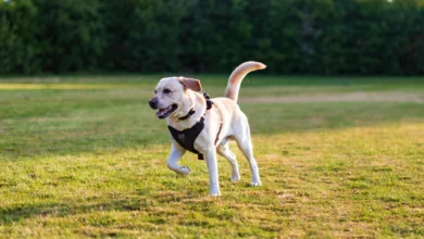 Is Your Puppy Overstimulated?