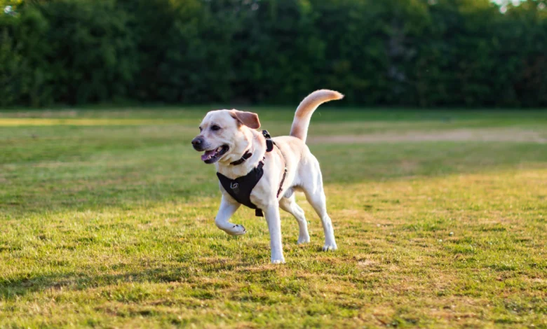 Is Your Puppy Overstimulated?