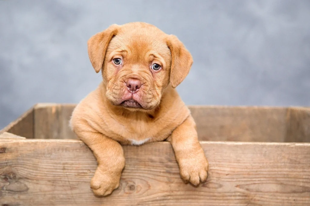 Male Dog Names