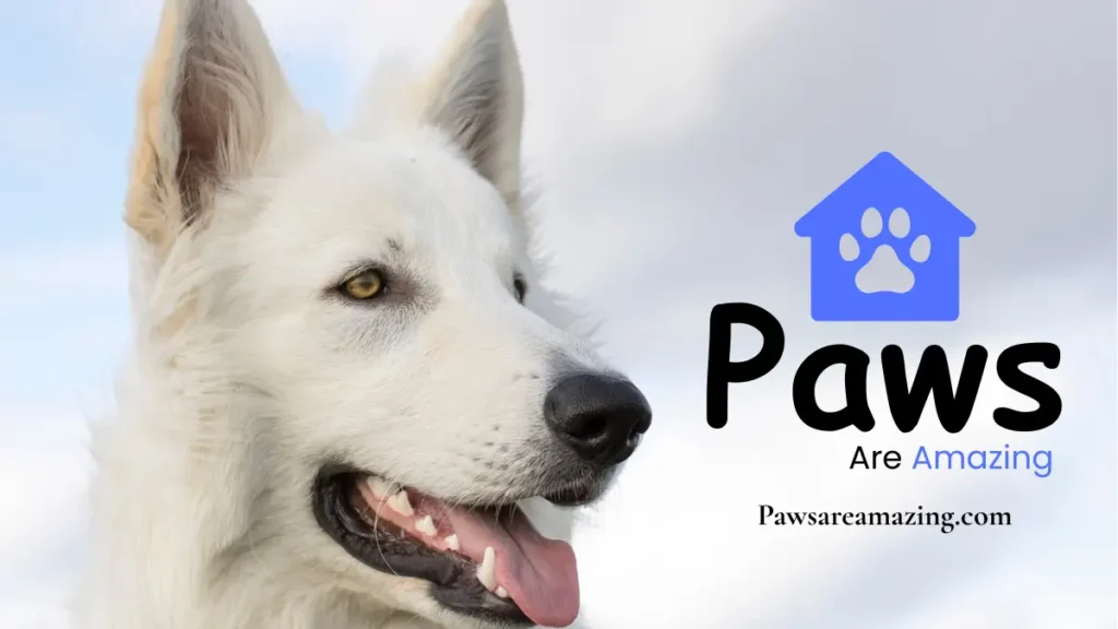 Paws are amazing