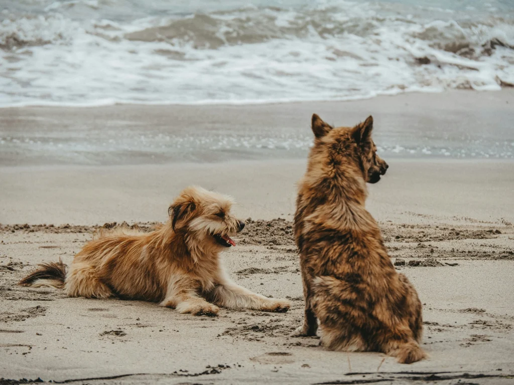 Positive Dog Relationship
