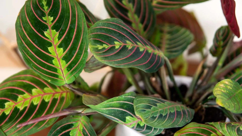 Prayer Plants