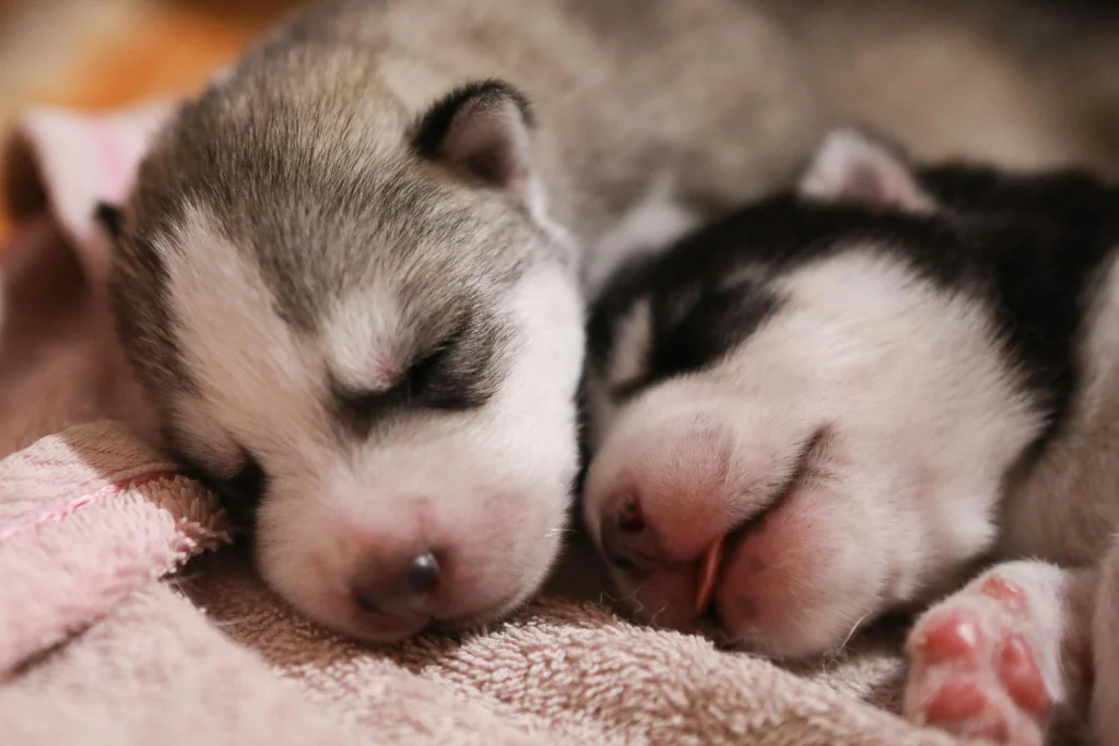Red Paws in Dogs