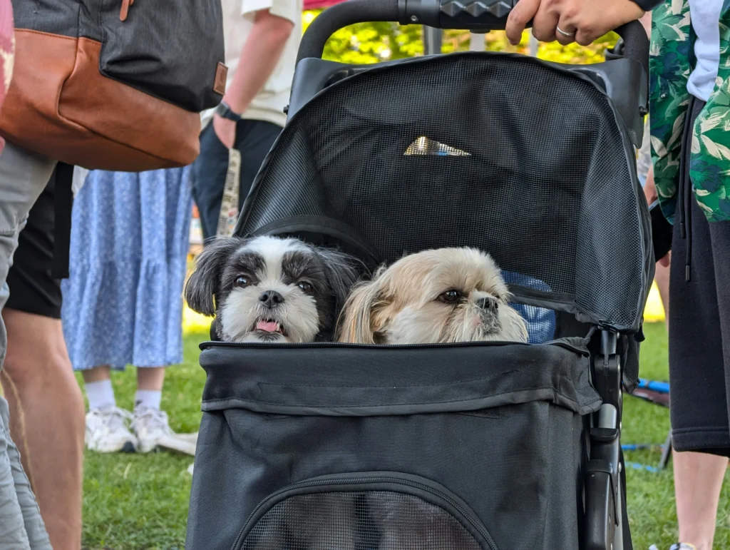 Second Dog