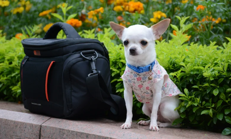 Things You Need to Know Before Getting a Chihuahua