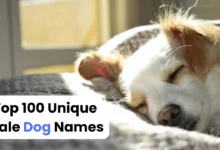 Top 100 Unique Male Dog Names