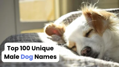 Top 100 Unique Male Dog Names