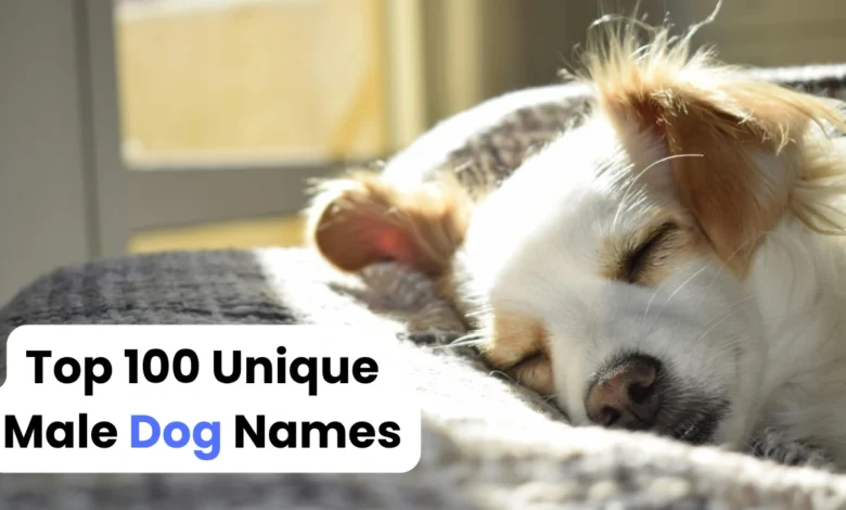 Top 100 Unique Male Dog Names