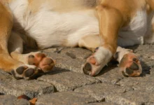 Why Are My Dogs Paws Red