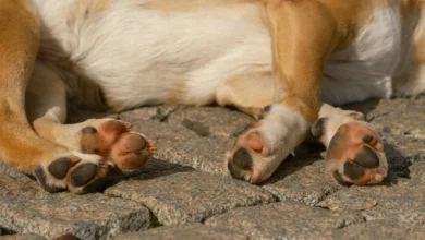 Why Are My Dogs Paws Red