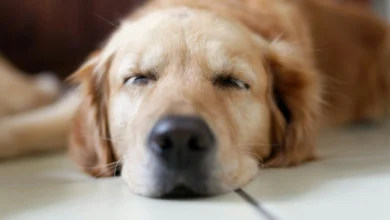 Why Do Dogs Snore