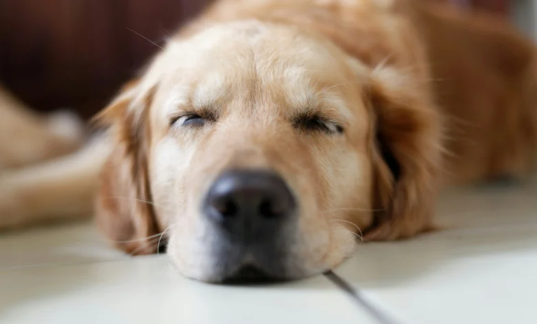 Why Do Dogs Snore